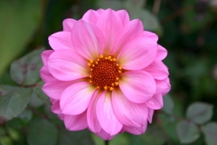 Flower Photo