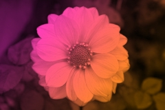 Tinted Flower